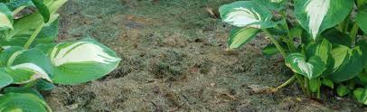 Since grass clippings are mostly water and have a high decomposition rate, most homeowners decide to leave the clippings on the lawn as a natural fertilizer. Using Treated Grass Clippings In The Garden Melinda Myers