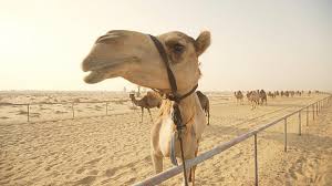 Fresh camel milk in dubai, united arab emirates. How Are Camel Milk Products Being Consumed Worldwide Euronews
