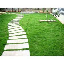 Lapisan gambut ini berguna untuk menjaga kelembapan tanah pada tahap perkecambahan. Bibit Benih Biji Rumput Taman Bermuda Grass Couch Makanan Hewan Peliharaan Isi 4 Gram Shopee Indonesia