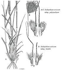 Image result for Dichanthium sericeum