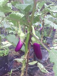 Boleh pos ke rumah anda. Lada Solok Baja Ab Fertigasi Murah Baja Ab Terung Facebook