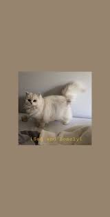 Cat Aesthetics Wallpaper Cat Aesthetic Cute Cat Wallpaper Kitten Wallpaper