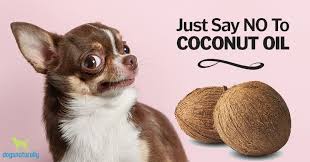 Check spelling or type a new query. Coconut Oil For Dogs New Research Says Stay Away