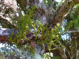 Image result for Thesium ussanguense