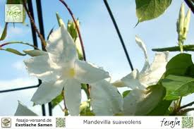 Image result for dipladenie suaveolens obrázek