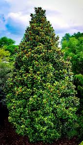 Well, winter salt may be the. Roger Mercer Reader Wonders If Something Is Wrong With His Magnolia Tree