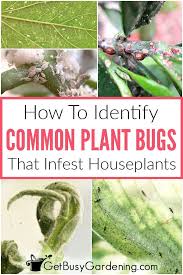 How To Identify Common Types Of Houseplant Bugs In 2020 Plant Pests Common House Plants Plant Bugs