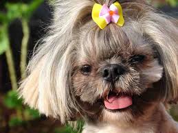 As for their height, they won't grow more than 10 inches (25 cm). When Do Shih Tzu Puppies Lose Their Teeth Stages Of Teething