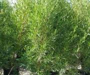 In arizona, hopseed bush is found above 2,000 feet in upland sonoran desert to scrub transition zones. Dodonaea Viscosa Hop Bush Mountain States Wholesale Nursery