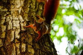 Download and use 300,000+ nature portrait stock photos for free. 580341 Animal Animal Photography Animal Portrait Animals Desktop Wallpaper Forest Free Wallpaper Hd Wallpaper Mothernature Nature Nature Photography Nature Wallpaper Red Squirrel Squirrel Tree Tropic Tr 4k Wallpaper Mocah Hd Wallpapers