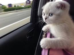 Pin On Super Cute Animal Pics