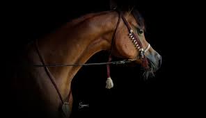 But shapiro admits that nail trends come and go. Home Equine Photography By Suzanne Inc
