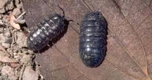 When dealing with large amounts of this type of material, you can use a leaf vacuum. Colorado Mountain Gardener Yikes Bugs In Compost