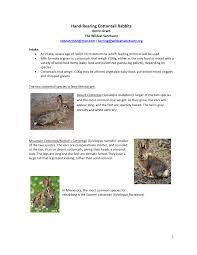 Pdf Hand Rearing Cottontail Rabbits