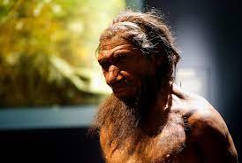 Differenziandosi dagli insettivori, i primati acquistarono caratteristiche che li resero agilissimi acrobati in un ambiente fitto di alberi ; Uomo Di Neanderthal Scomparso Perche Non Sapeva Disegnare La Rivista Della Natura
