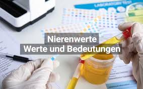 Wann wird ein blutbild angefordert? Nierenwerte Normalwerte Und Bedeutungen Praktischarzt