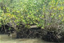 Image result for Ceriops