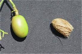 Image result for Azadirachta indica