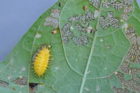 Destroying residue, predatory insects that feed mostly on eggs, larvae, and pupae, and insecticides. Mexican Bean Beetles No Picnic In Garden Gardening After Five