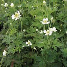 Image result for Aneilema brunneospermum