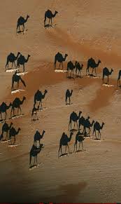 Black And White Photos Of Animals In Shadows Pin By Stacie Moffat On Travel Animals Shadow Pictures