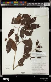 Image result for Vaccinium madagascariense