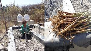 Image result for Phragmites karka