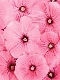 Check spelling or type a new query. Beautiful Flowers Wallpapers Best Flowers For Lock Screen And Desktop Background