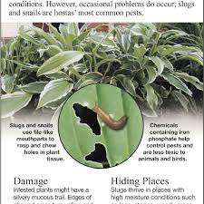 So until you are absolutely sure it safe do not try and eat the leaves, flowers, bark or berries. Bacterial Leaf Spot Causes Holes In Plum Tree Leaves Siouxland Homes Siouxcityjournal Com