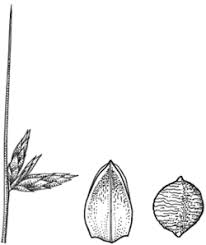 Image result for Schoenoplectus erectus