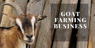 A clear plan is essential for success as an entrepreneur. 7 Steps To Start Profitable Goat Farming Business In India Expert Market