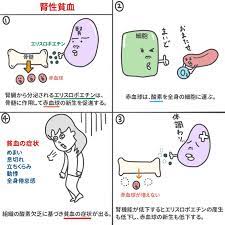 ゴロ 解剖生理イラスト rockybabyto さん twitter study notes medical study