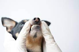 Why Does My Dog S Teeth Chatter Forever Vets Animal Hospital