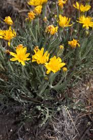 Image result for Crepis urundica