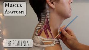 Muscle Anatomy The Scalenes Youtube