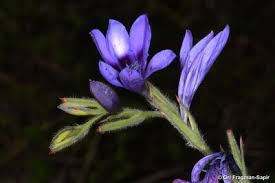 Image result for Babiana bainesii