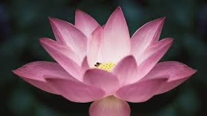 Pin On Nature Flowers