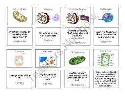 Teachers Notebook Plant And Animal Cells Cell Organelles Organelles