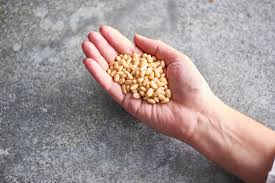Add shallots and saute until golden. Pine Nuts Nuts For Life Australian Tree Nuts For Nutrition Health