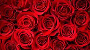 Download the best wallpapers, photos and pictures for your desktop for free only here a couple of clicks! Hd Red Rose Wallpaper 2021 Live Wallpaper Hd Rose Flower Pictures Rose Background Red Roses