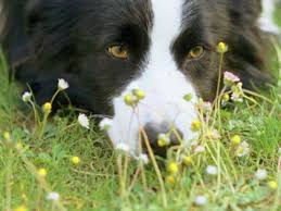 Epingle Sur Animaux