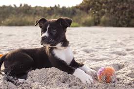 Showing 1 to 35 of 35 christian names. The 163 Best Dog Names That Start With J For 2019 The Dog People By Rover Com