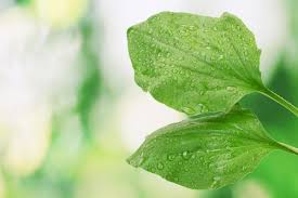 The spectracide weed and grass killer kills both weeds and grasses, and it can be used on driveways and walkways, as well as around fences, trees, flower beds, and shrubs. Broadleaf Plantain Plantago Major Research Weed Control Advice