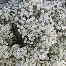 What does baby's breath mean? Million Star Bulk Babys Breath Flower Fiftyflowers Com