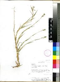 Image result for Urochloa marlothii