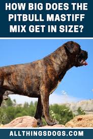 Pitbull Mastiff Mix Size In 2020 Pitbull Mastiff Mastiff Mix Pitbull Mastiff Mix