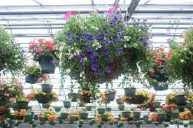 These green nuggets are harvested from the stem, then dried and cured for smoking. Business Q A Center Greenhouse And Power Flowers The Denver Post