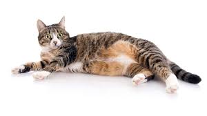 Sisko Kedi Resim Wallpaper Guzel Resimler Manzara Resimleri