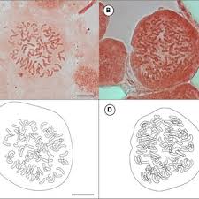 Image result for Vandenboschia gigantea