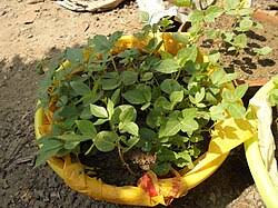 Image result for Macrotyloma uniflorum
